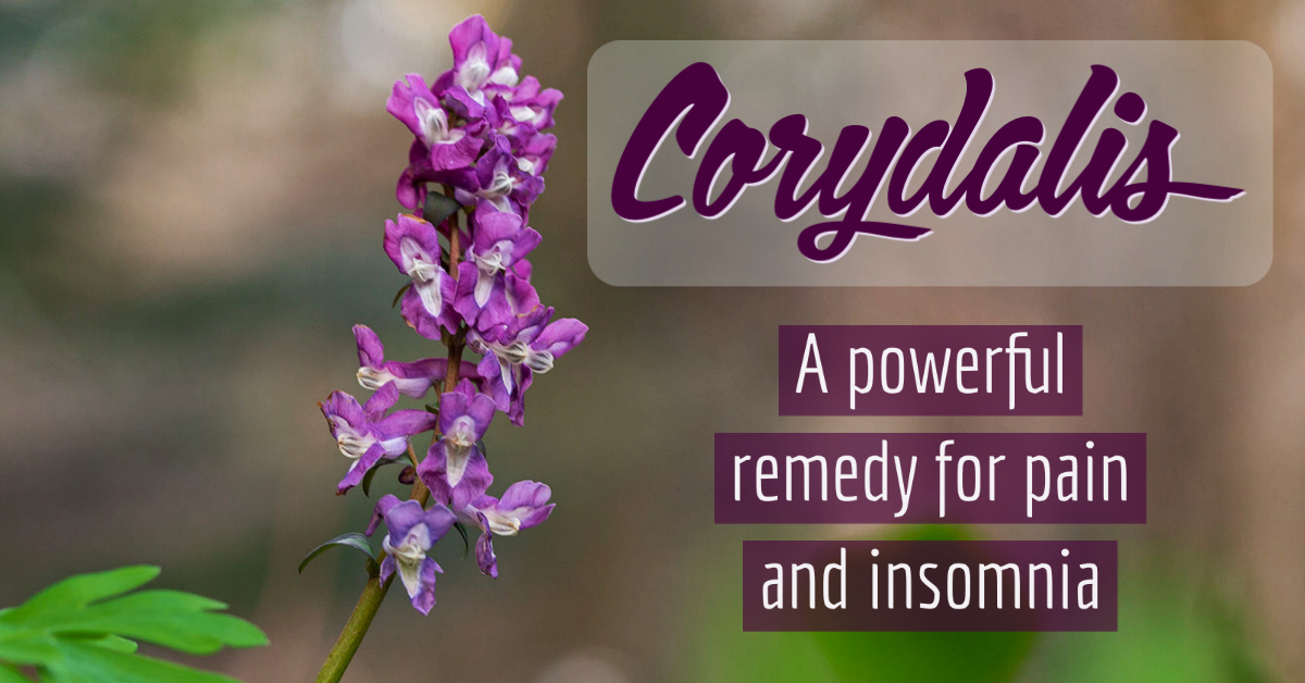 Corydalis - Article - Stevenhorne.com